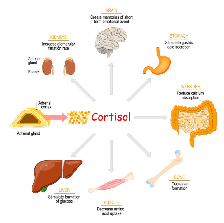 Illustration explaining the effects and processes involved in cortisol production