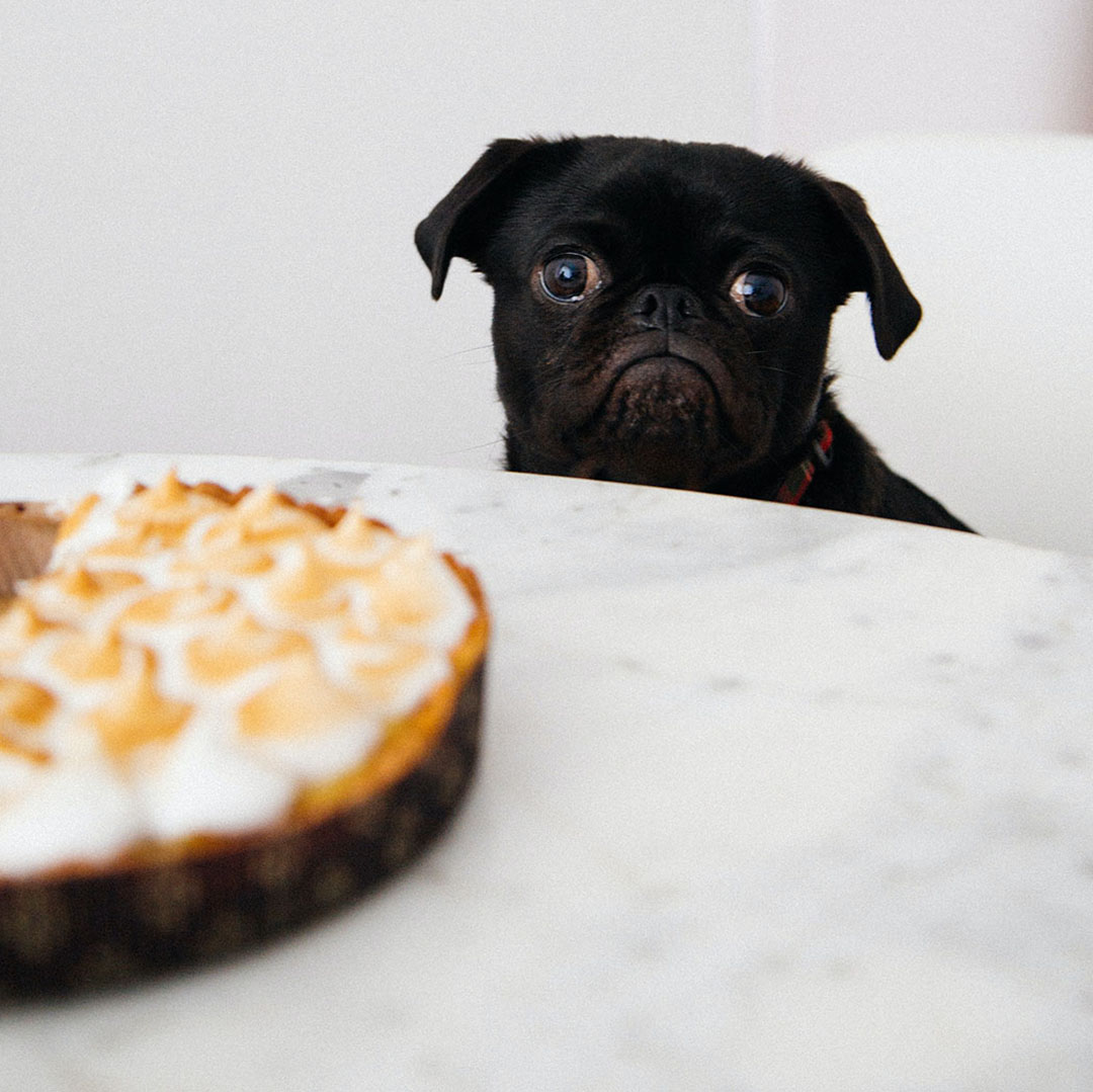 Hungry black dog staring at a pie wanting to eat it