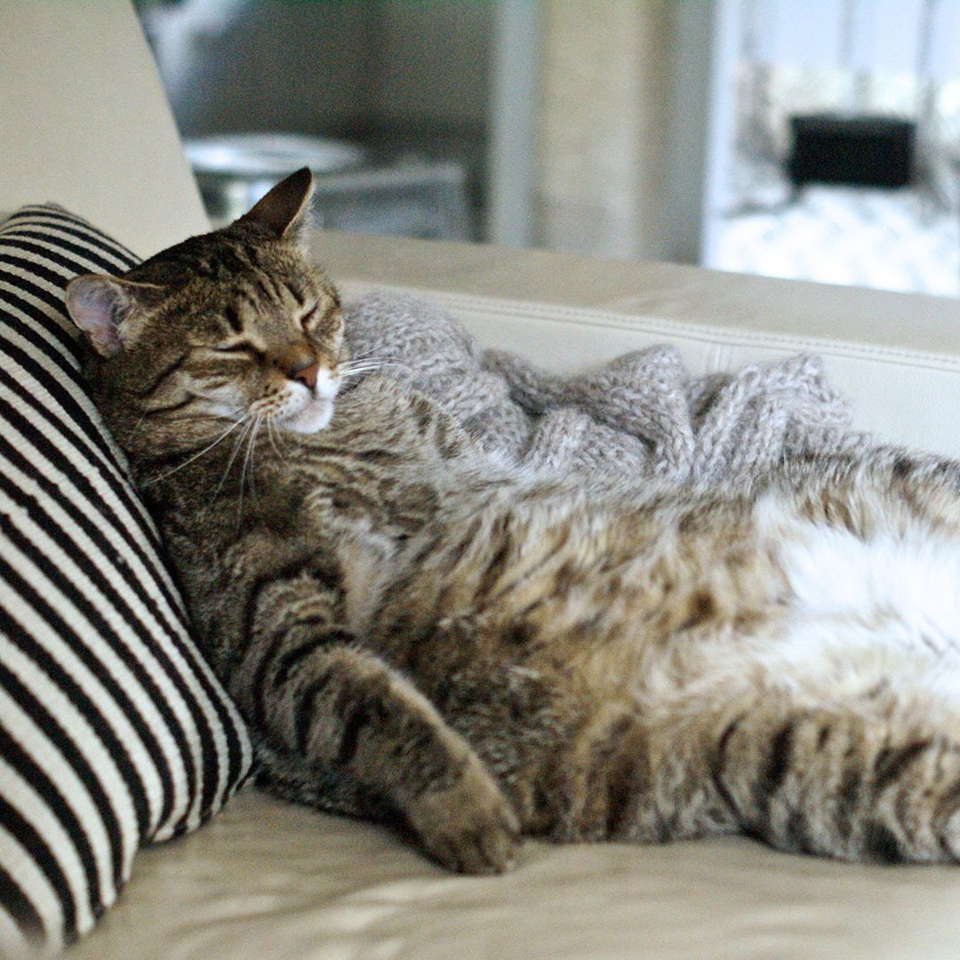Big tabby cat sleeping soundly on his back, head on a striped pillow, showing big furry tummy