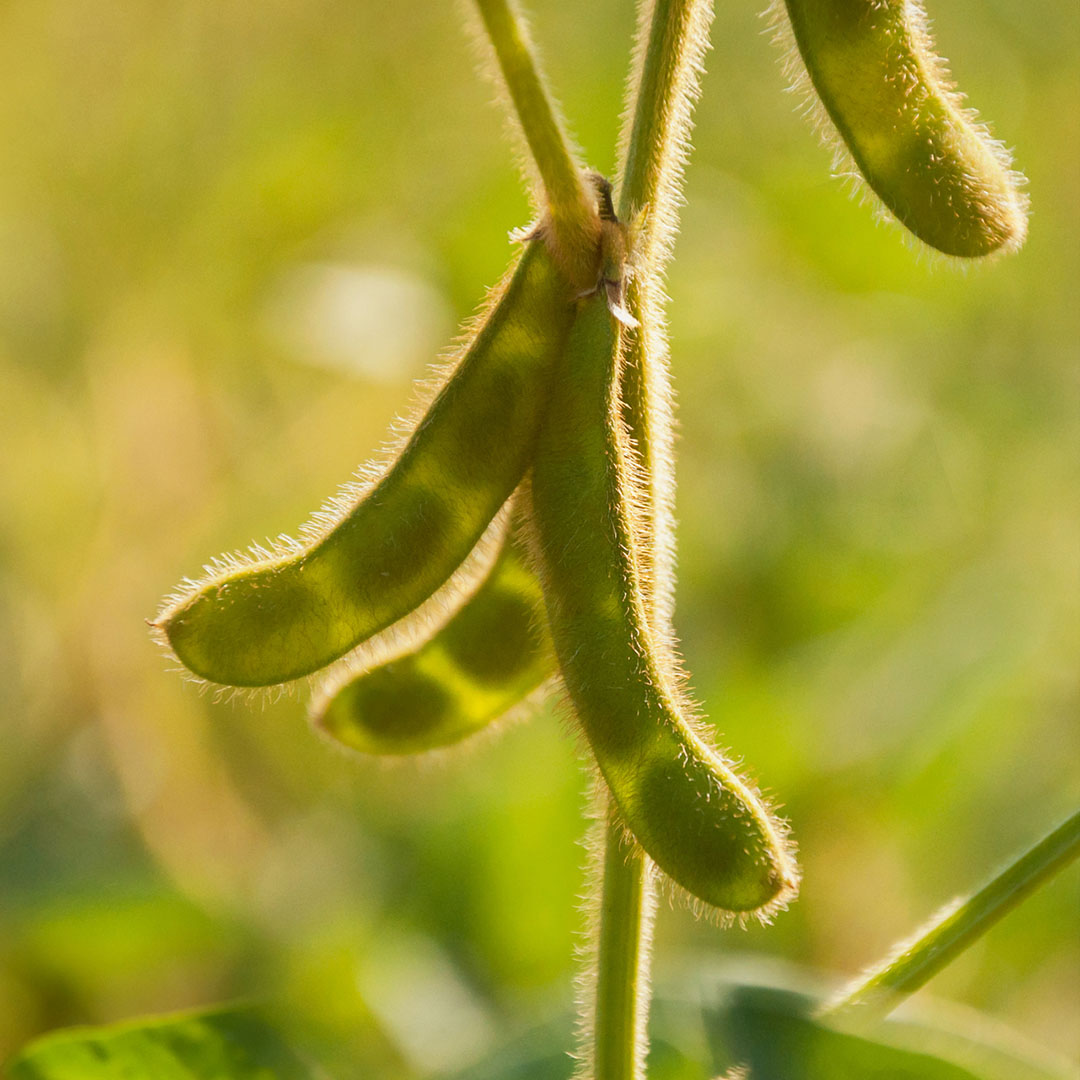 Soybean pods on a soybean plant in the field