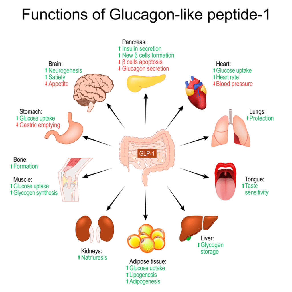 Graphic showing the functions of Glucagon-like peptide-1 to various body organs and systems. 